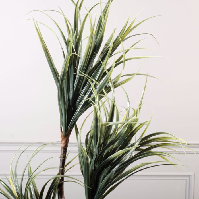 Supergreens Texnito Dentro Drakaina 160cm 1760-6