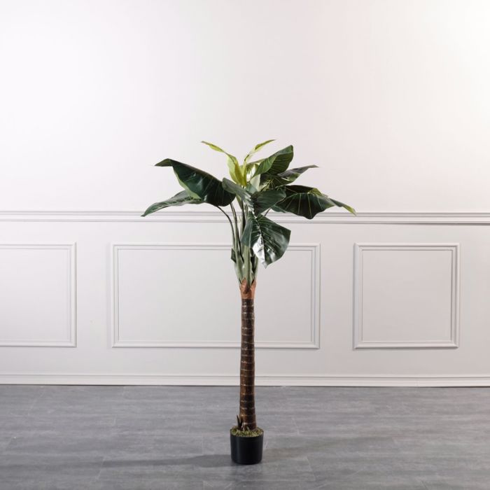 Supergreens Texnito Dentro Alokasia 150cm 4760-6