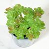 Supergreens Texnito Futo Paxufuto 16cm 2570-6