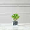 Supergreens Texnito Futo Paxufuto 16cm 2570-6