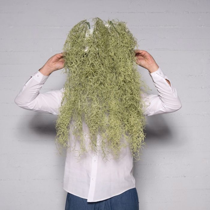 Supergreens Texniti Kremasti Tilansia Prasini Anoixti 83cm 6621-7