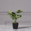 Supergreens Texnito Futo Monstera Deliciosa se Gastra 24cm 9060-6
