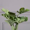Supergreens Texnito Futo Monstera Deliciosa se Gastra 24cm 9060-6