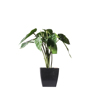 Supergreens Texnito Futo Alokasia Amazonica ''Polly'' se Gastra 21cm 0160-6