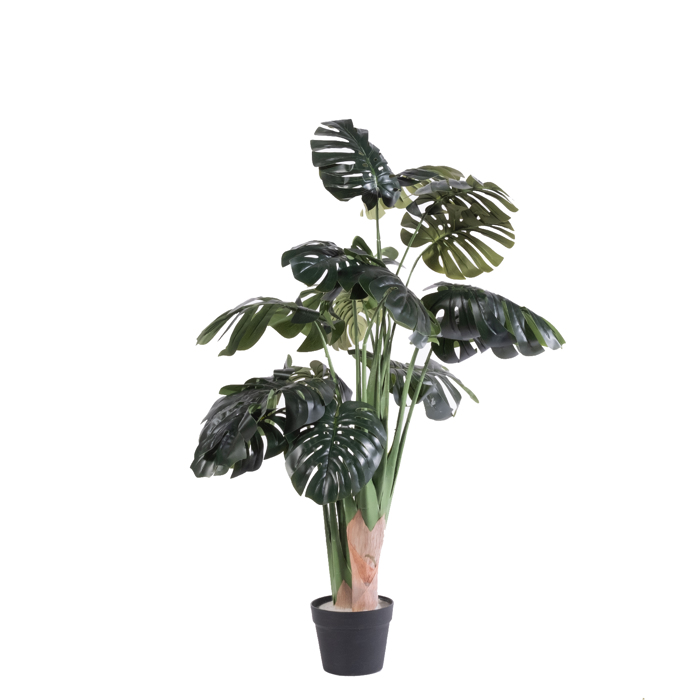 Supergreens Texnito Dentro Monstera 110cm 1880-6