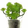 Supergreens Texnito Futo Paxufuto 16cm 2570-6