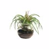 Supergreens Texnito Futo Tilansia 12cm 3750-6