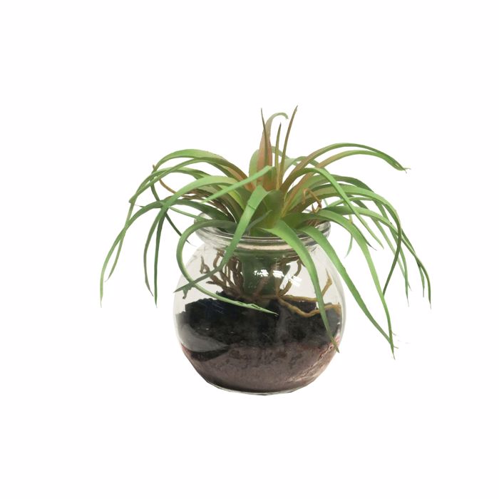 Supergreens Texnito Futo Tilansia 12cm 3750-6