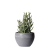 Supergreens Texnito Futo Senekio Vitalis 18cm 5260-6