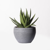 Supergreens Texnito Futo Aloi Aristata 14cm 6260-6