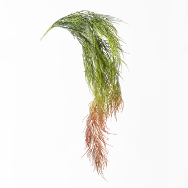 Supergreens Τεχνητή Κρεμαστή Φτέρη Kόκκινη 83cm 7361-7