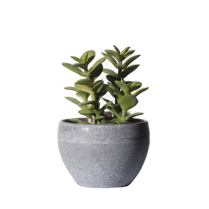 Supergreens Texnito Futo Krasoula 13cm 8260-6