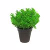 Supergreens Texnito Futo Aromatiko 20cm 8650-6