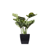 Supergreens Texnito Futo Monstera Deliciosa se Gastra 24cm 9060-6