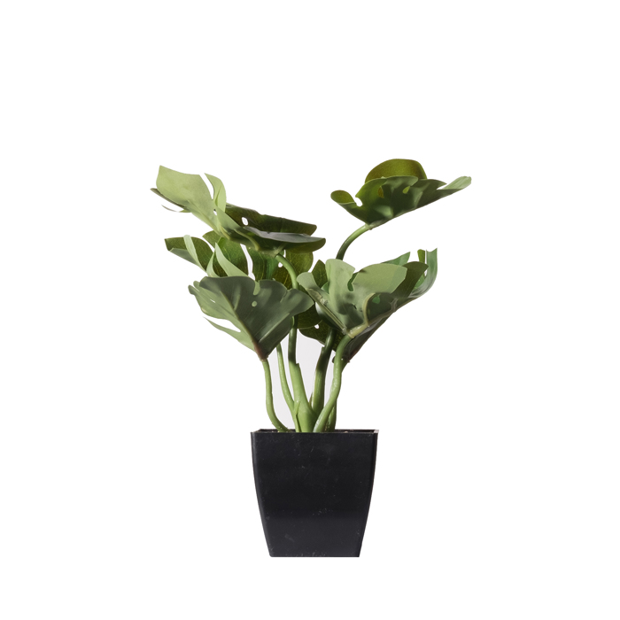 Supergreens Texnito Futo Monstera Deliciosa se Gastra 24cm 9060-6