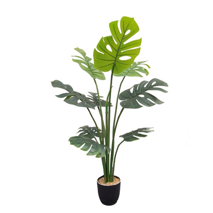 Supergreens Texnito Dentro Monstera 120cm 9560-6