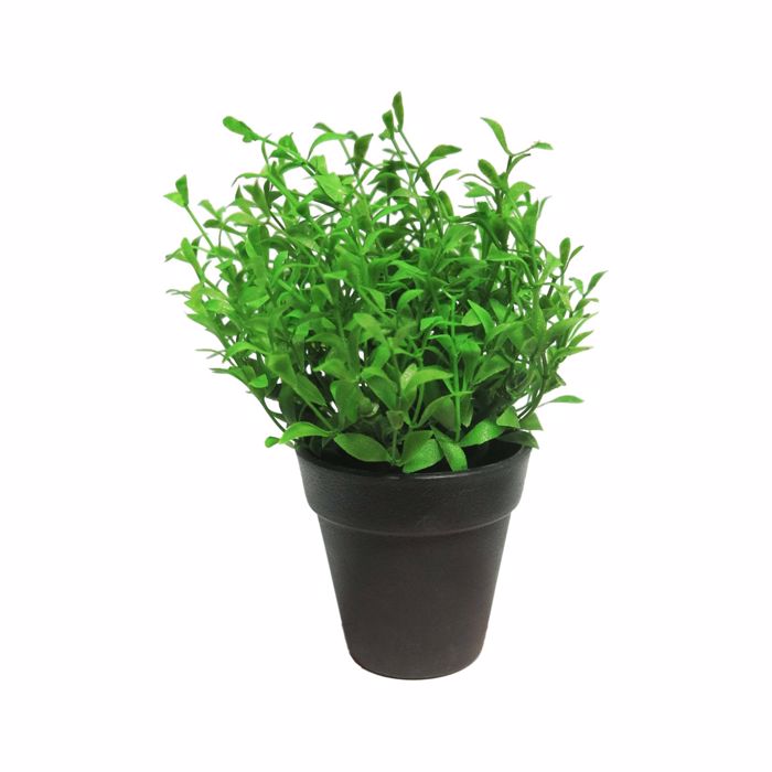 Supergreens Texnito Futo Aromatiko 17cm 9650-6